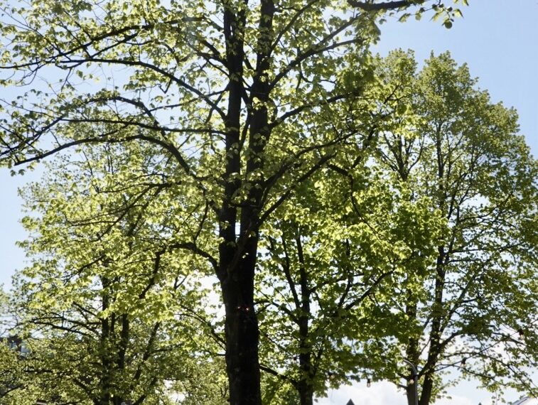 Buurtbewoners Gonnetstraat blij: oude lindebomen mogen blijven