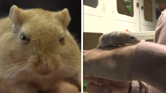 Haarlemse knaagdierenopvang van Stichting Bedenk in het gedrang: “Zou me aan ’t hart gaan”