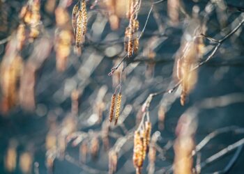 Heemstede gaat 38 zieke elzen kappen