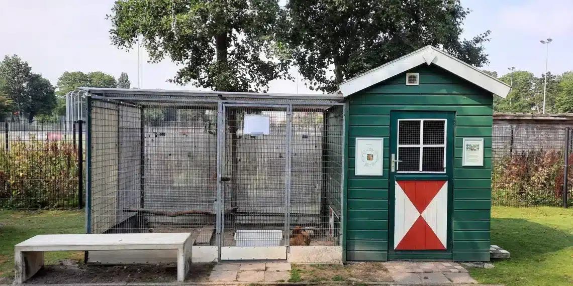 Studenten bouwkunde werken aan bijzonder project: een nieuw kippenhok voor Haarlemse kinderboerderij