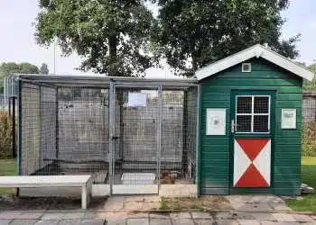Studenten bouwkunde werken aan bijzonder project: een nieuw kippenhok voor Haarlemse kinderboerderij