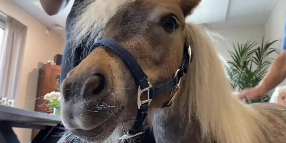 Geen paard, maar een pony in de gang hij Heemsteeds zorgcentrum: “Dit is toch geweldig!”