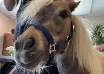 Geen paard, maar een pony in de gang hij Heemsteeds zorgcentrum: “Dit is toch geweldig!”
