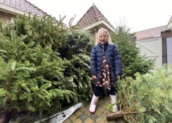 Inzamelkonining Chayenna (6) levert weer tientallen kerstbomen in bij inzamelpunt