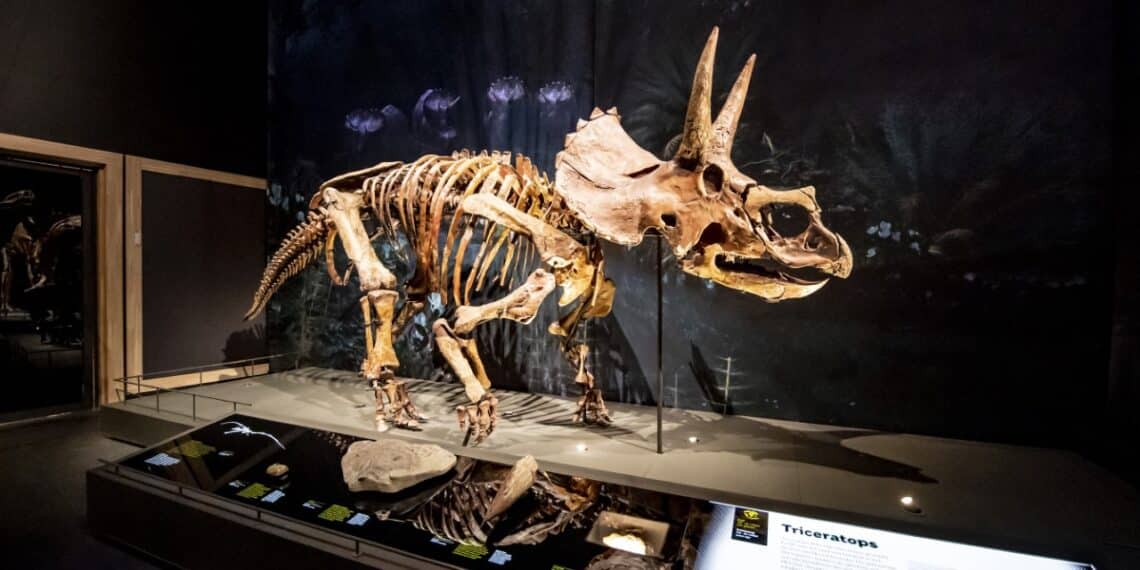 Triceratops bezoekt bibliotheek in 2024: “Dit zijn echt de cadeautjes die soms langskomen”