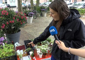 Gemeente betaalt mee aan vergroenen Pretoriaplein: “Ontzettend nodig in zo’n versteende stad als Haarlem”