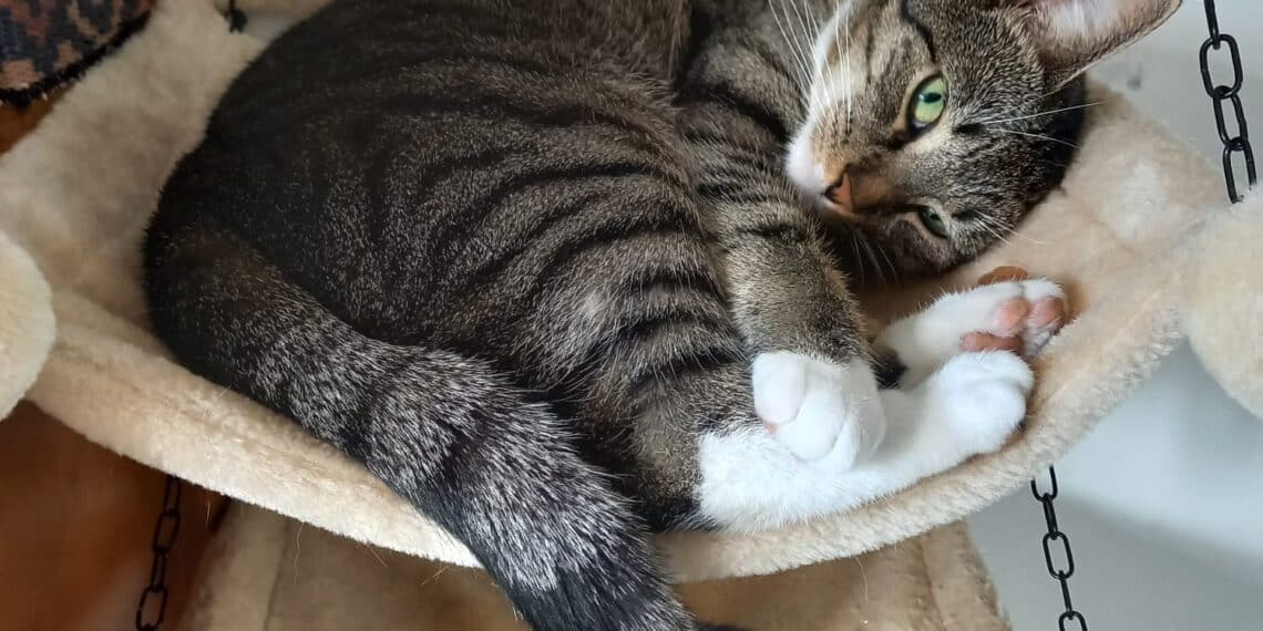 Is er een kattenhater actief in Haarlem? Poes Wieke doorboord met pijl