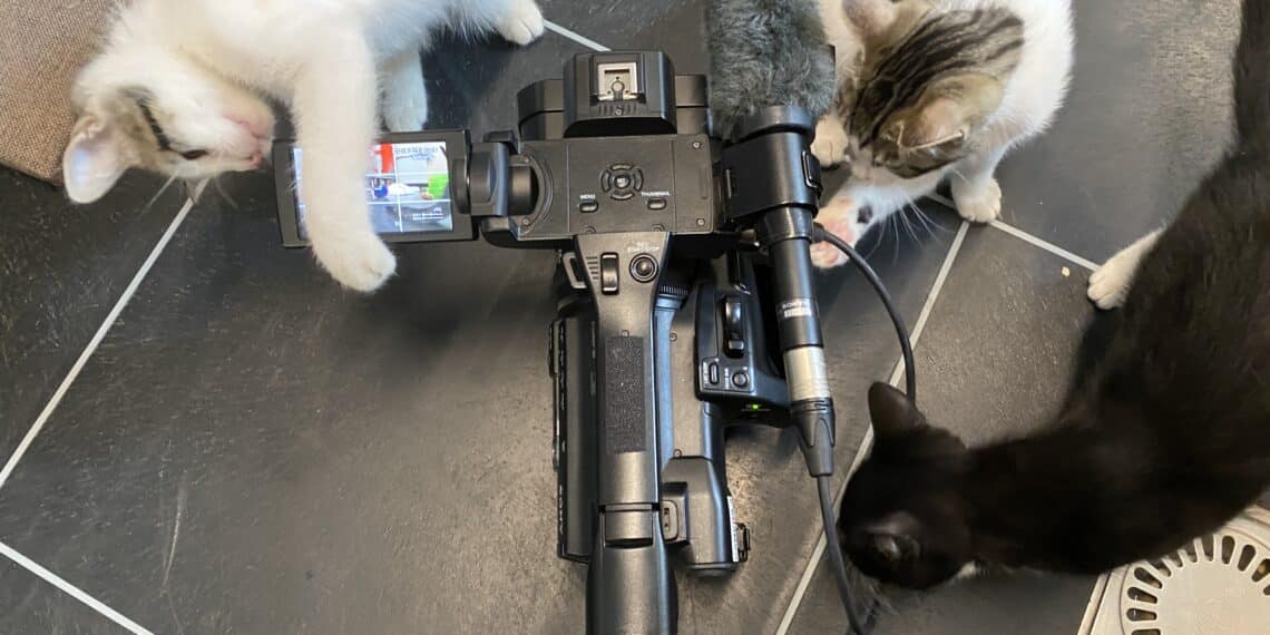 Op zoek naar gastgezinnen voor katjes: “Krijgen veel meer kittens dan normaal”