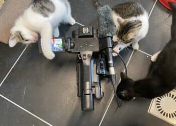 Op zoek naar gastgezinnen voor katjes: “Krijgen veel meer kittens dan normaal”