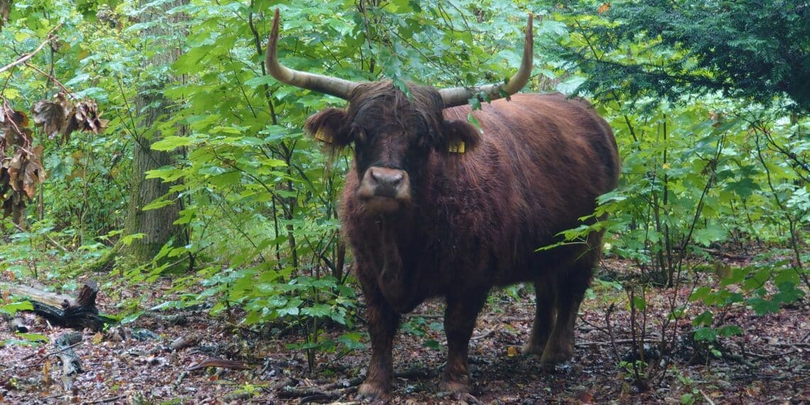 Schotse hooglanders geven slecht voorbeeld: bezoekers ruimen hondenpoep niet op