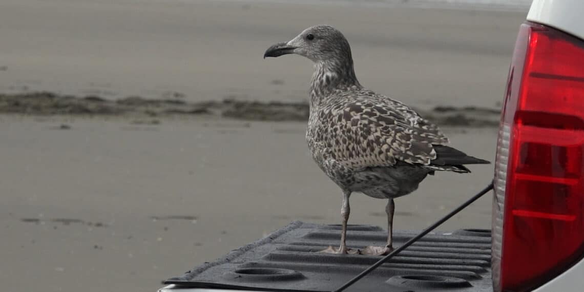 Veertig herstelde meeuwen van het Vogelhospitaal vliegen hun vrijheid tegemoet