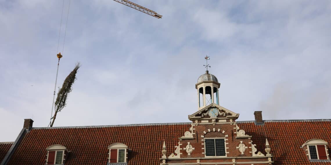 Tien meter hoge iep ‘Barbara’ vliegt binnentuin Frans Hals Museum in