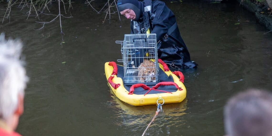Kat uit het water gered door duikteam van de brandweer