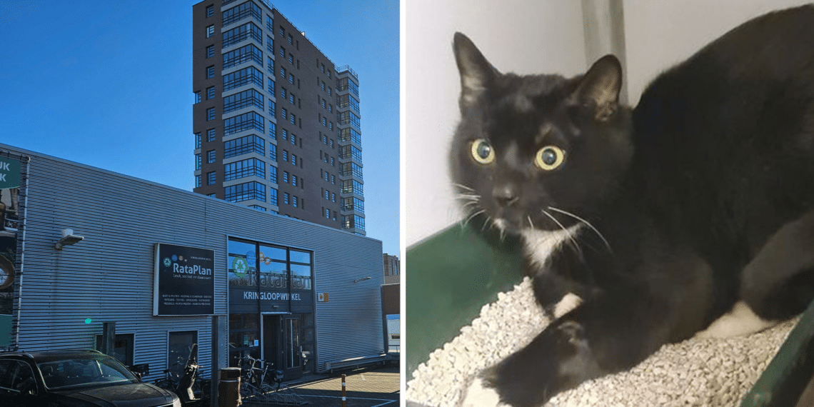 Kat met feestdagen in kringloopwinkel gedumpt of gevlucht: “Hij heeft alles onder gepist”