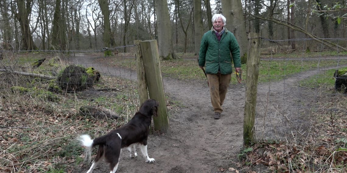 Klaphekken Groenendaalse Bos verdwijnen: “Honden rennen zo de weg op”