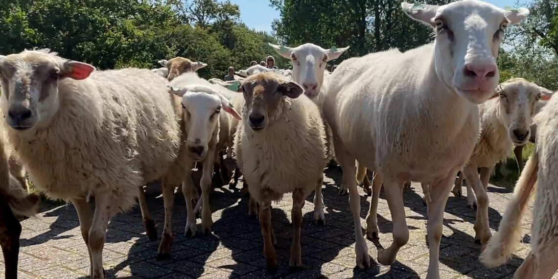 ‘Wollige grasmaaiers’ ingezet voor herstel duingebied bij Vogelenzang: “Ze eten alles”