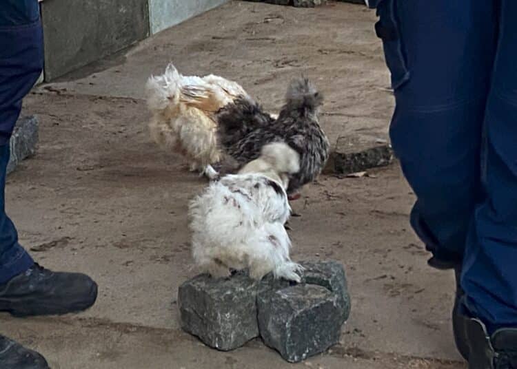Kippen nemen hun eerste kijkje in hun nieuwe huis
