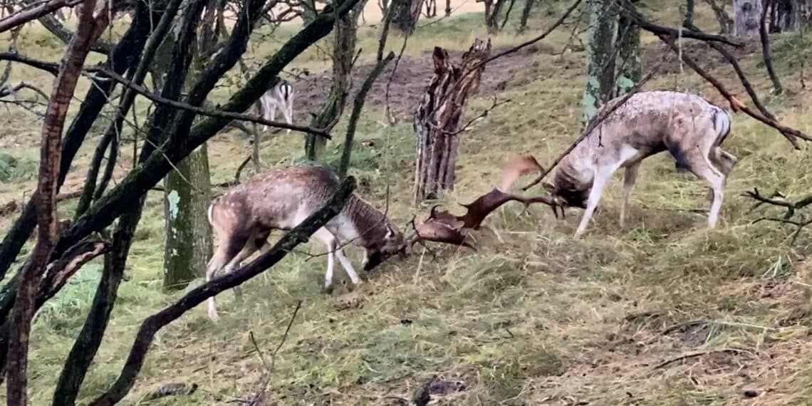 Hertenbronst in Amsterdamse Waterleidingduinen op hoogtepunt: ‘Kom niet te dichtbij’