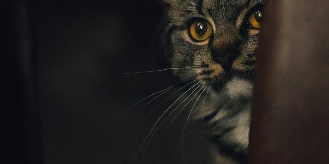 ‘Luiken dicht en radio aan’: dierenpensions zetten zich schrap voor vuurwerkknallen