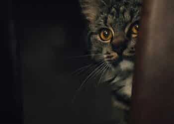 ‘Luiken dicht en radio aan’: dierenpensions zetten zich schrap voor vuurwerkknallen