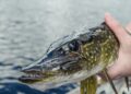WK streetfishing in Haarlem: topsporters op zoek naar meterslange roofvissen