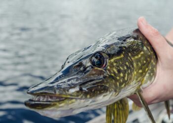 WK streetfishing in Haarlem: topsporters op zoek naar meterslange roofvissen