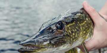 WK streetfishing in Haarlem: topsporters op zoek naar meterslange roofvissen
